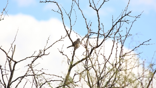 Cactus Wren