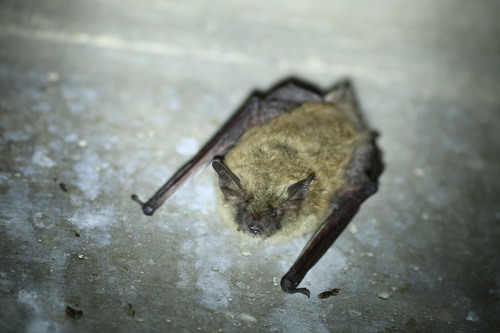 Fringed Myotis