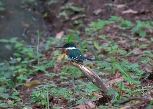 Martín pescador verde