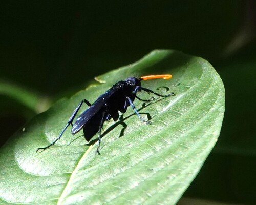 Pepsis ruficornis