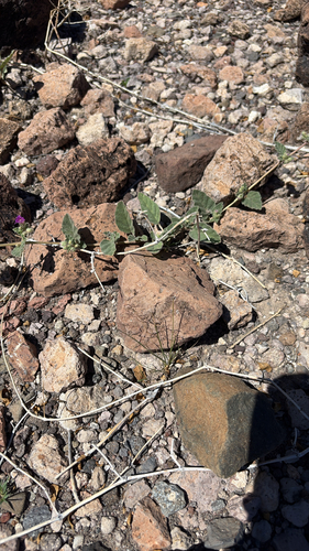 Trailing Windmills