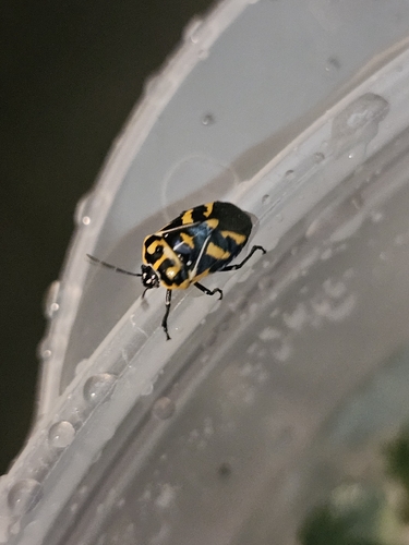 Harlequin Bug