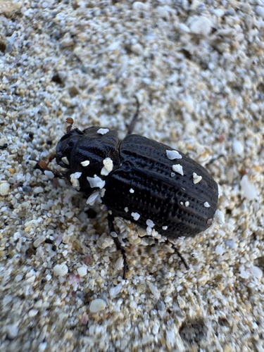 Hide beetle