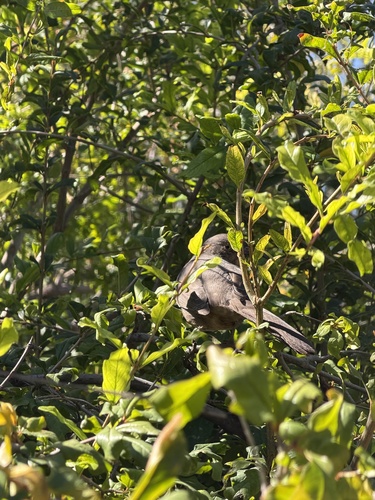 Curve-billed Thrasher