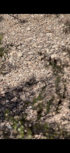 Western Whiptail
