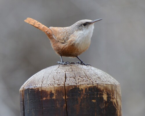 Canyon Wren