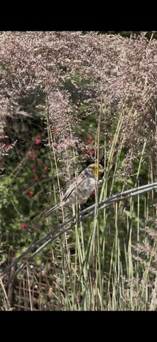 Verdin