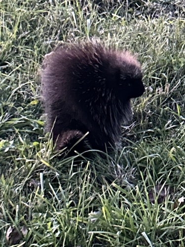 North American Porcupine