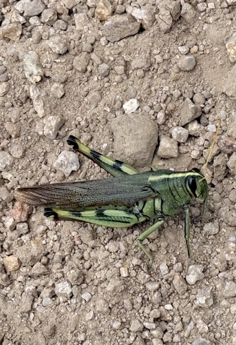 White-lined Bird Grasshopper