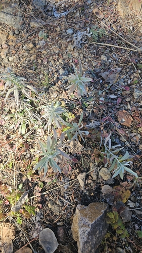 Silver Wormwood
