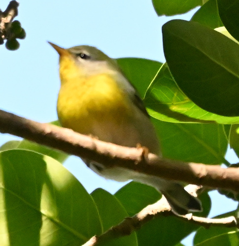 Northern Parula