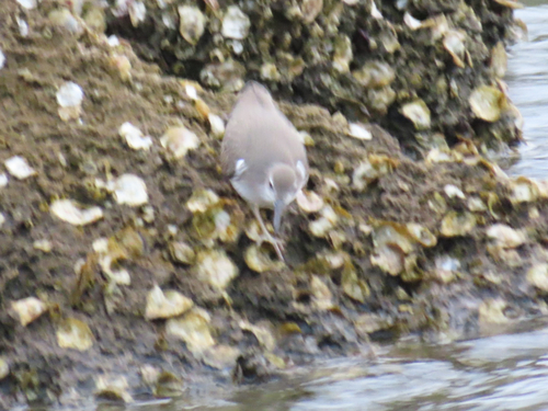 Spotted Sandpiper