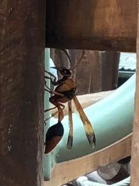 Potter and Mason Wasps