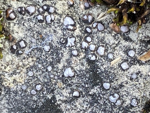Frosted Grain-spored Lichen