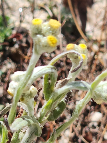 cottonbatting plant