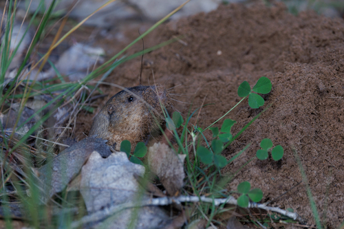 Fulvous Pocket Gopher