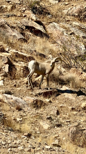 Bighorn Sheep