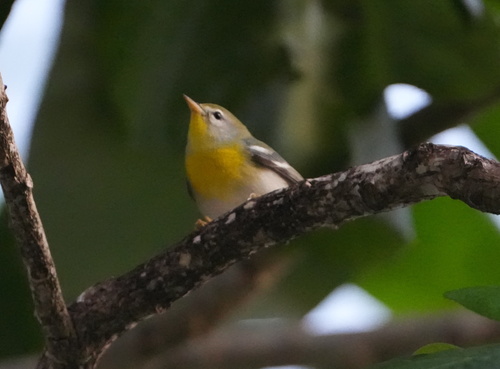 Northern Parula