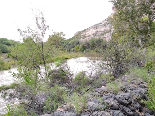 desert willow