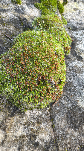 Grey-cushioned Grimmia
