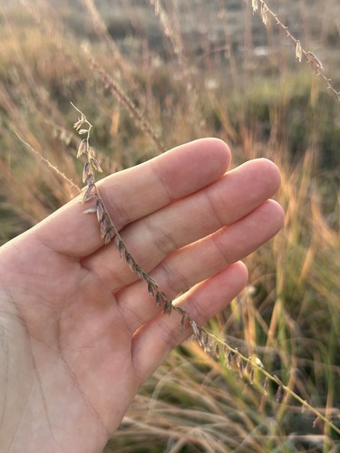 sideoats grama