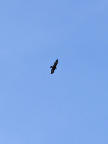 Golden Eagle