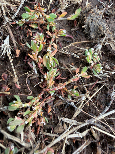 Prostrate Knotweed