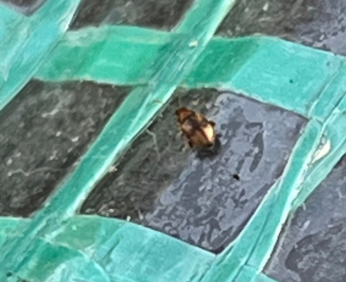 Tobacco Flea Beetle