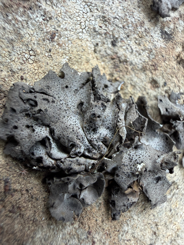 Leather Lichen