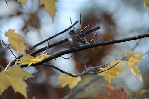Chipping Sparrow