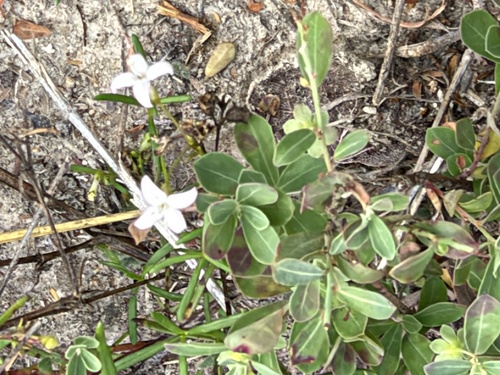 diamond-flowers