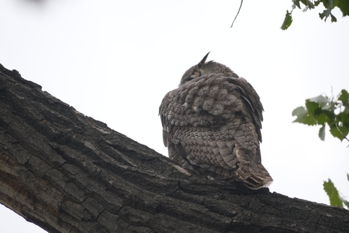 Great Horned Owl