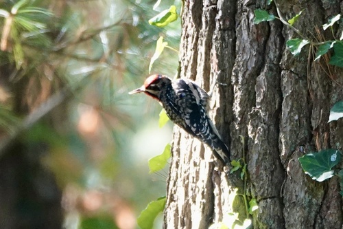 Yellow-bellied Sapsucker