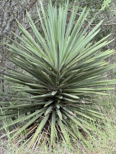 Spanish dagger