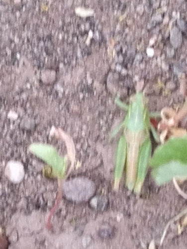 Chapulín de patas azules