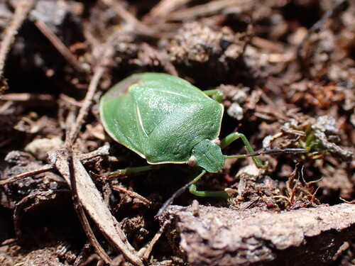 Chlorochroa persimilis