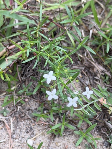 diamond-flowers