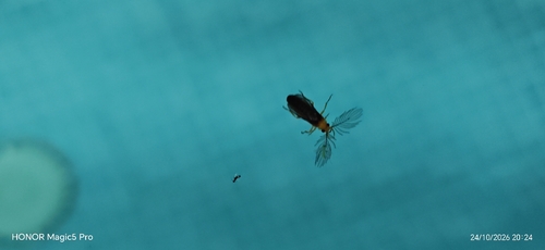 Phengodes