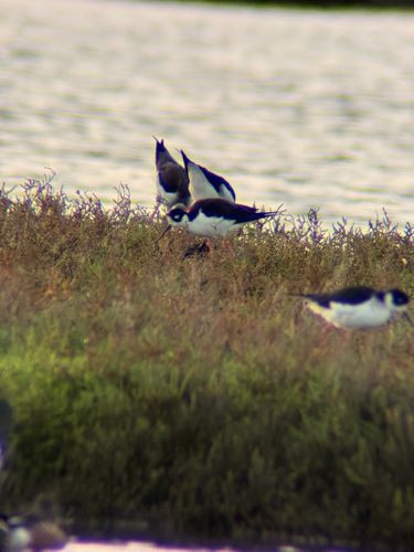 Black-necked Stilt