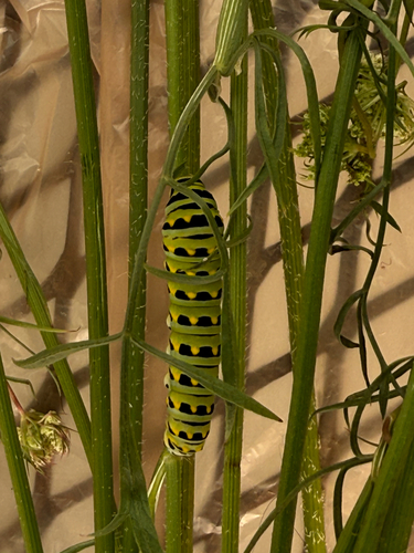 Eastern Black Swallowtail