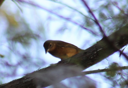 Summer Tanager