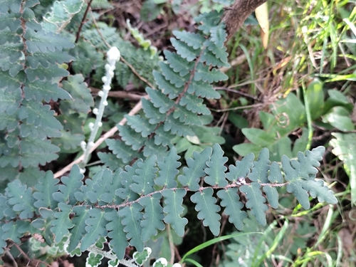 doradilla ondulada