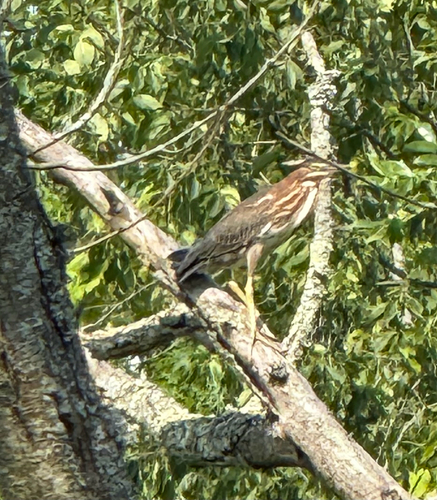 Green Heron