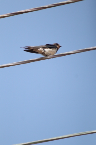 Barn Swallow
