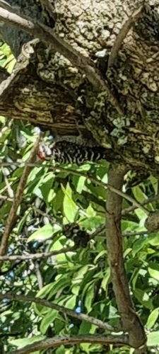 Ladder-backed Woodpecker