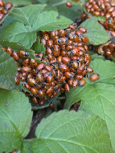 Convergent Lady Beetle