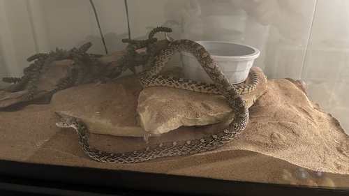 Gopher Snake