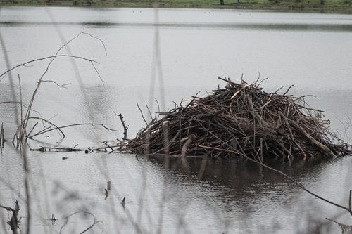 American Beaver