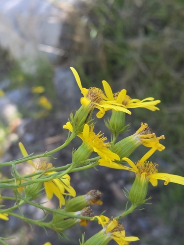 threadleaf groundsel