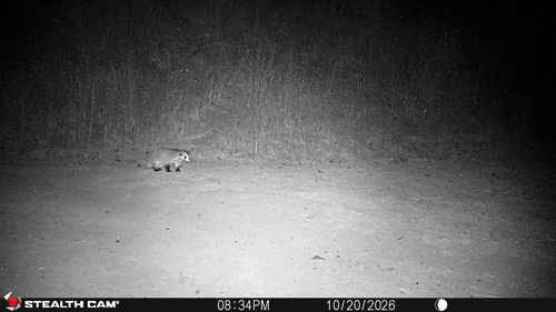 American Badger